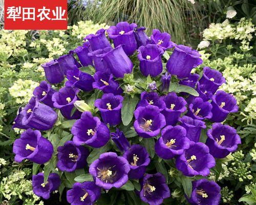 风铃草种子的外观特征是什么？