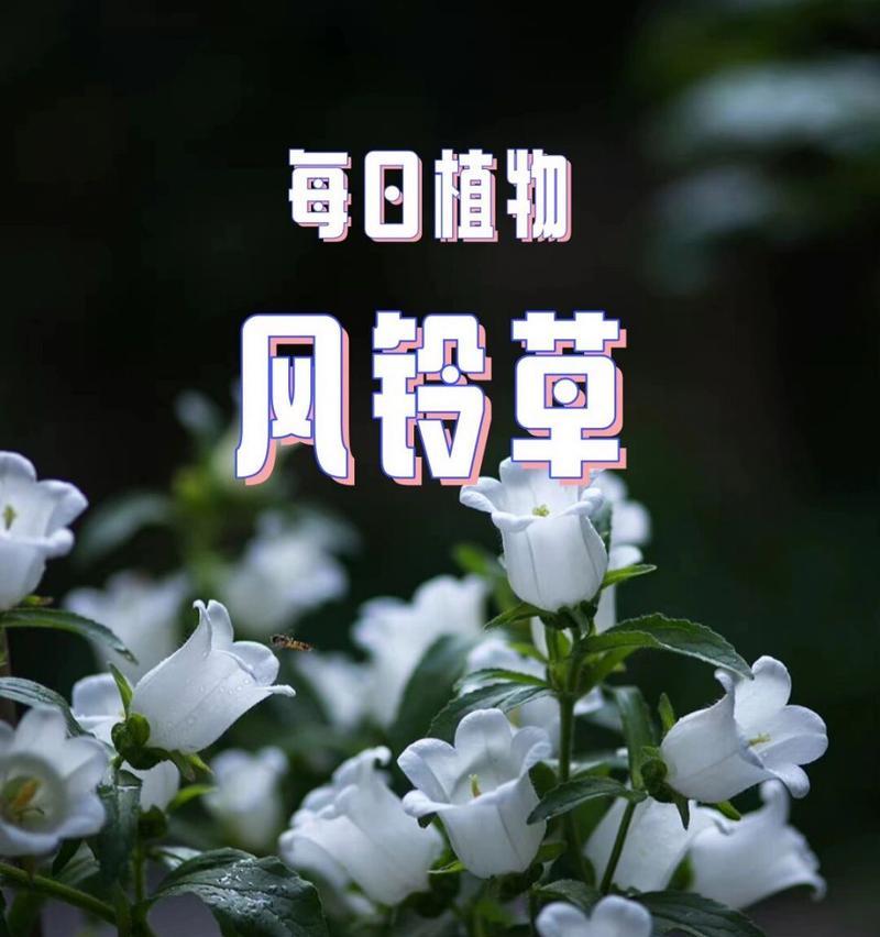 风铃草种子的外观特征是什么？