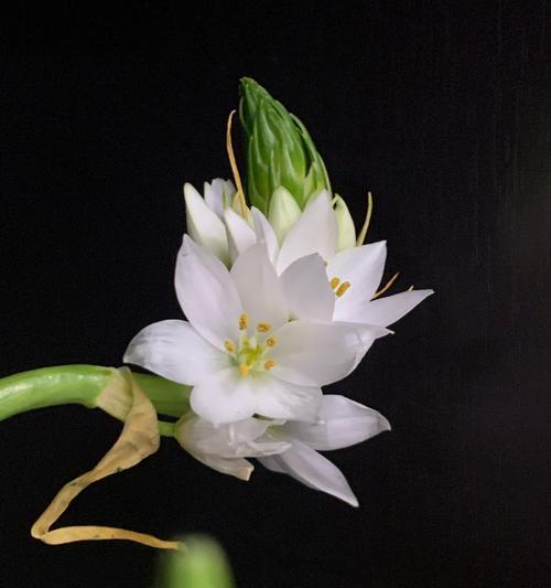 雀梅植物会开出什么样的花朵？