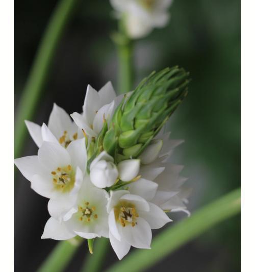 雀梅植物会开出什么样的花朵？
