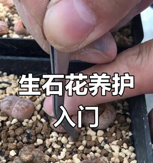 生石花冬季养护需要注意什么？