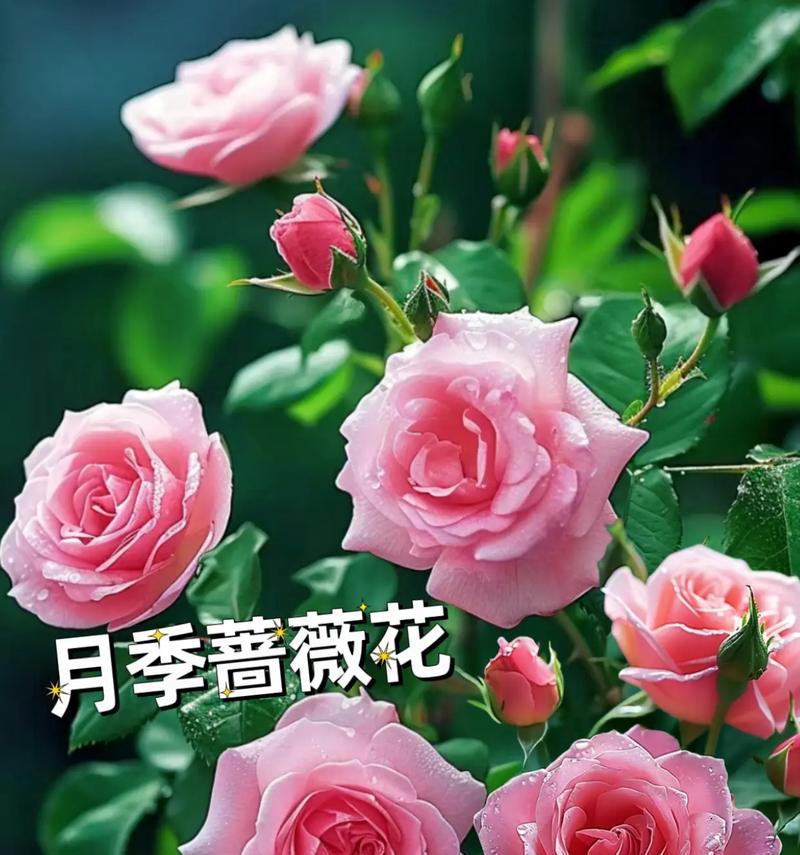 蔷薇花瓣有哪些特点？