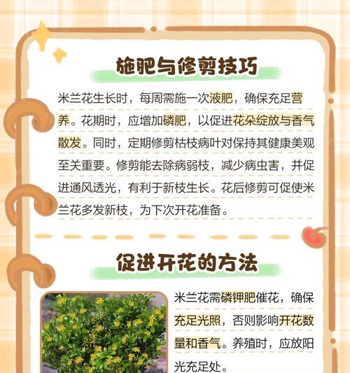 米兰不开花的原因及解决方法是什么？