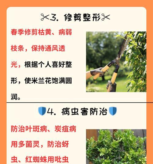 米兰不开花的原因及解决方法是什么？