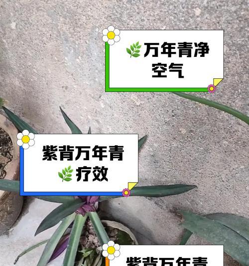 万年青怎么分盆？分盆步骤和注意事项有哪些？