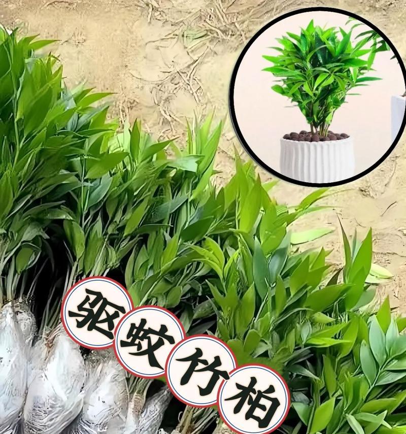 有哪些植物具有驱蚊效果？它们的作用原理是什么？