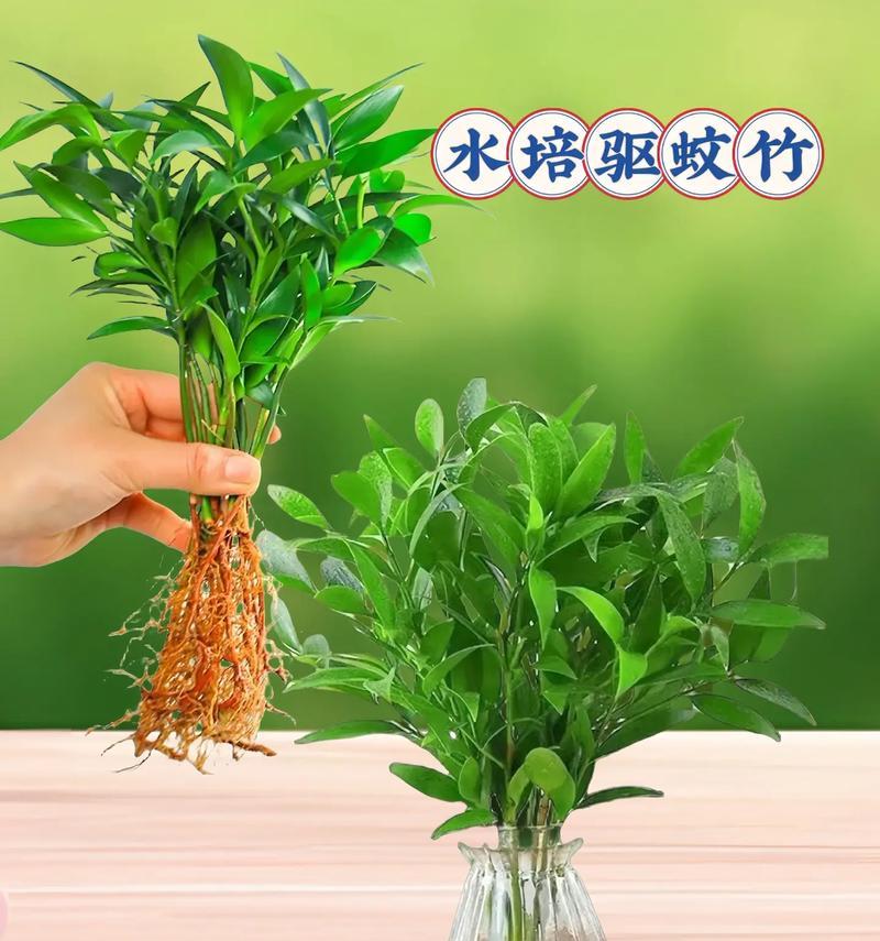 有哪些植物具有驱蚊效果？它们的作用原理是什么？