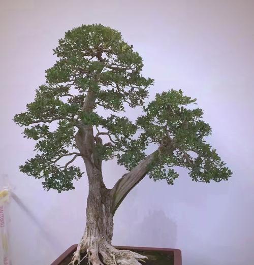 黄杨的品种有哪些？不同黄杨品种的特点是什么？