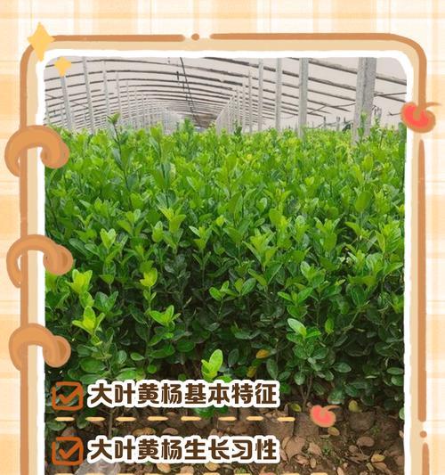 黄杨的品种有哪些？不同黄杨品种的特点是什么？