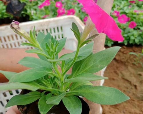 矮牵牛怎么种？矮牵牛的种植方法有哪些？