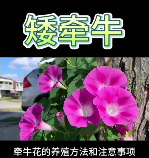 矮牵牛怎么种？矮牵牛的种植方法有哪些？