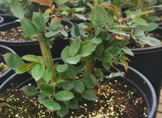 花草冬季防寒措施有哪些？如何确保来年春天顺利生长？