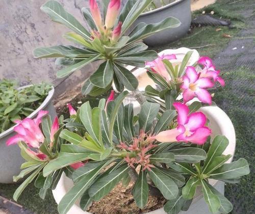 花草冬季防寒措施有哪些？如何确保来年春天顺利生长？
