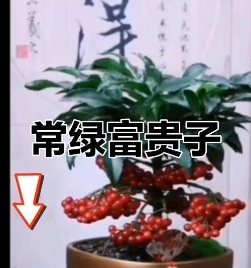 富贵子盆栽土壤选择：什么土最适合？