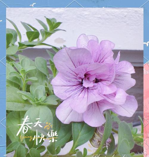 重瓣大牵牛的种植技巧有哪些？如何种植重瓣大牵牛？