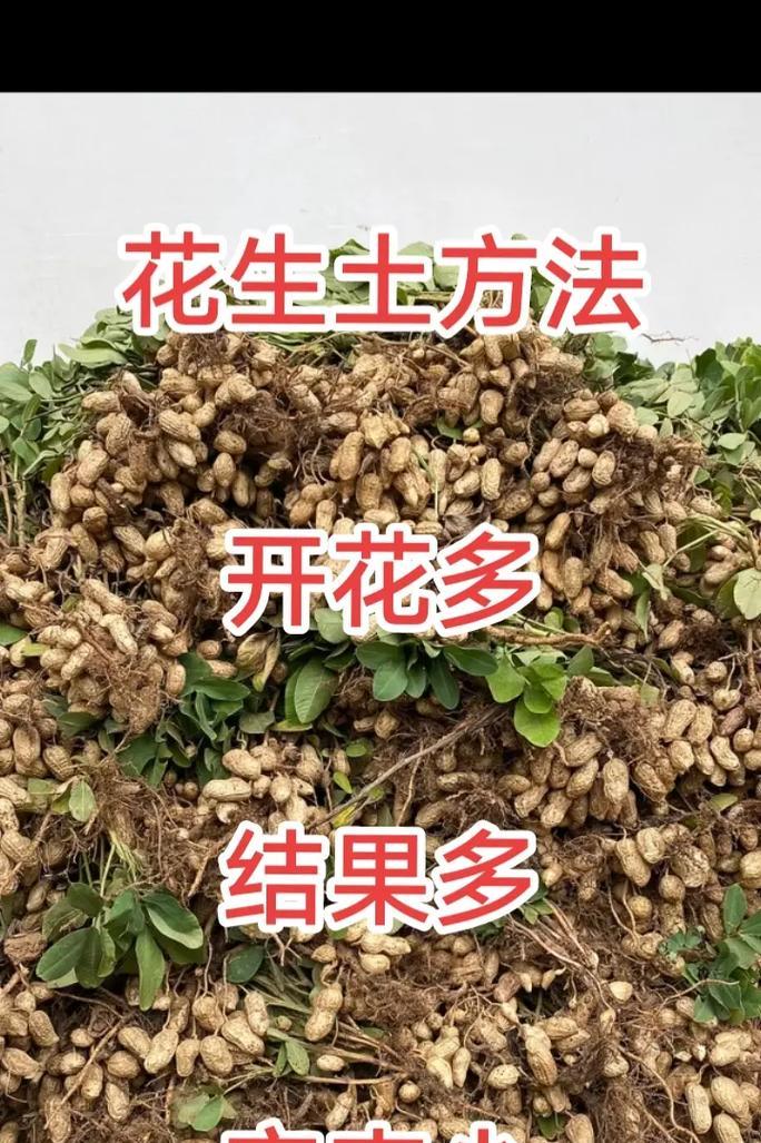 花生生根的正确方法是什么？怎样促进花生快速生根？
