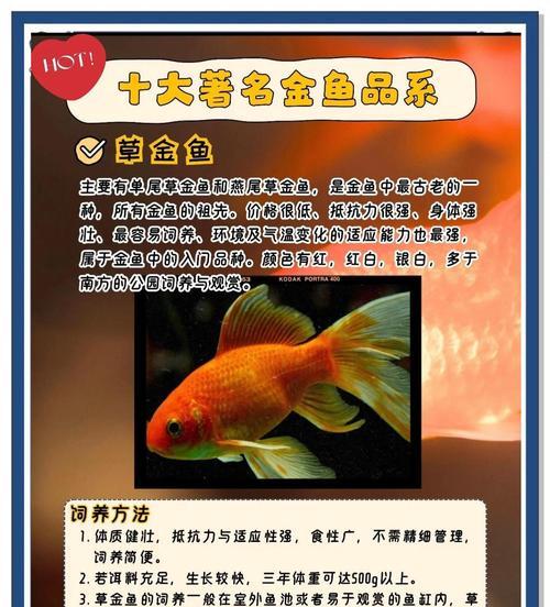 草金鱼的正确喂养方法是什么？