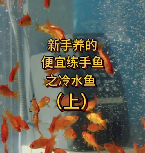 草金鱼的正确喂养方法是什么？