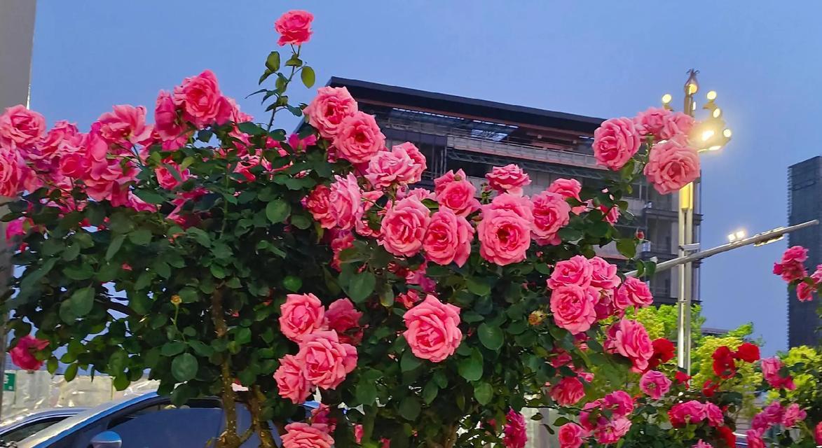 绿化花卉品种有哪些？如何选择适合的绿化花卉？