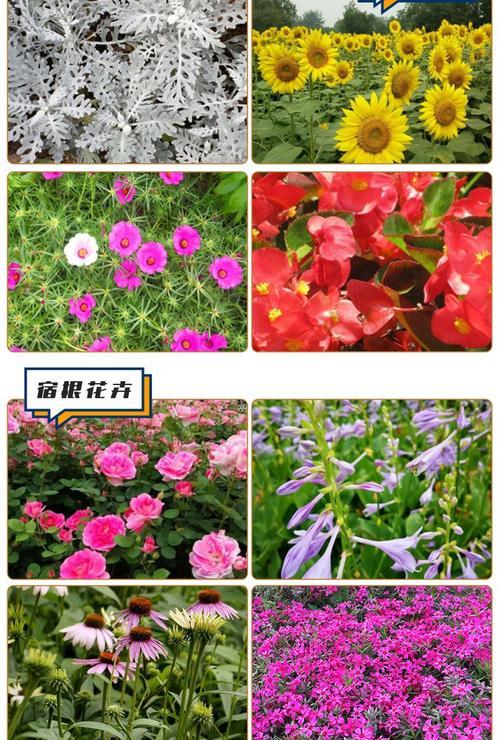 绿化花卉品种有哪些？如何选择适合的绿化花卉？