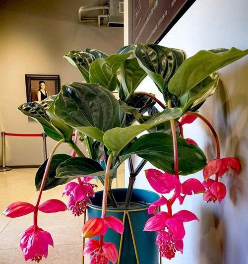 哪些花卉既昂贵又美观？