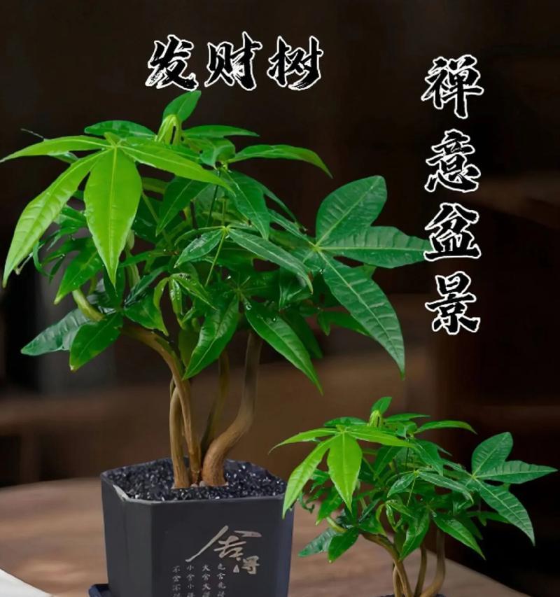 盆景发财树养殖的秘诀是什么？