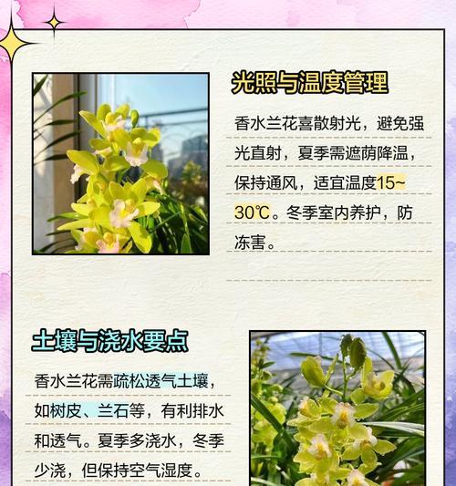 兰花的饲养技巧有哪些？