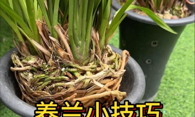 兰花的饲养技巧有哪些？