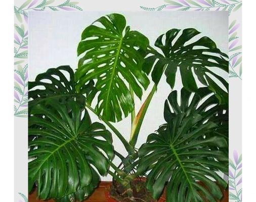 长寿植物有哪些种类？如何养护这些长寿植物？