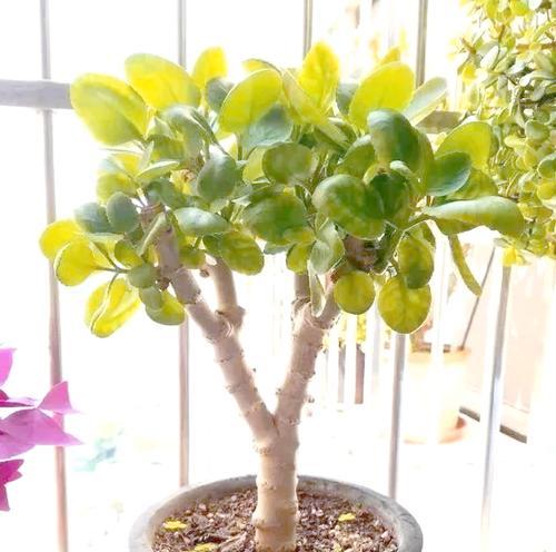 长寿植物有哪些种类？如何养护这些长寿植物？