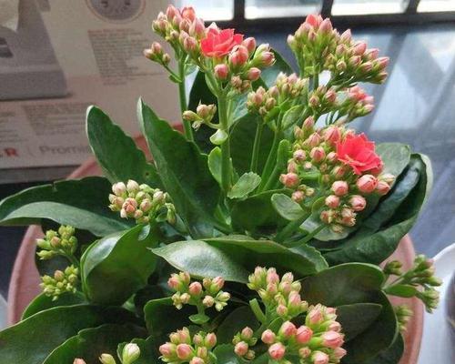 长寿植物有哪些种类？如何养护这些长寿植物？