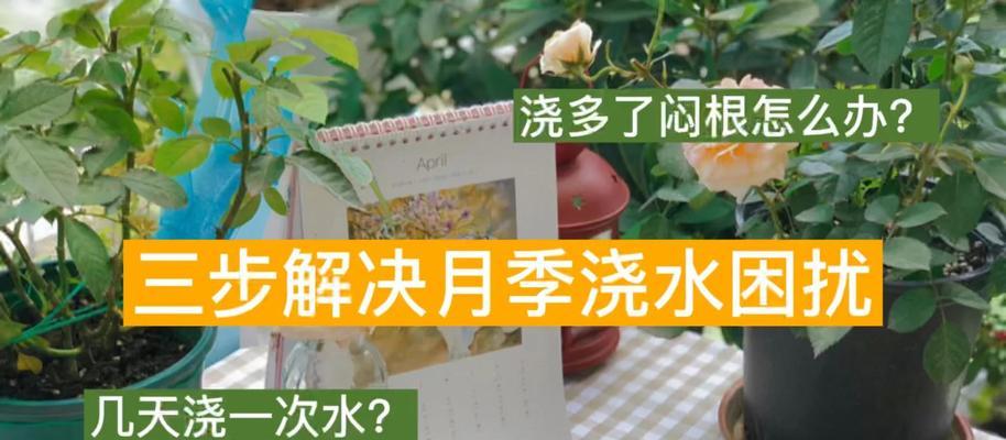 迷你月季的浇水技巧是什么？