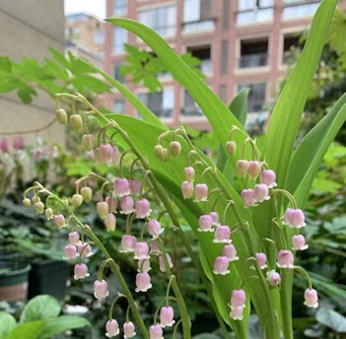 哪种花最可爱？可爱花卉的特点？