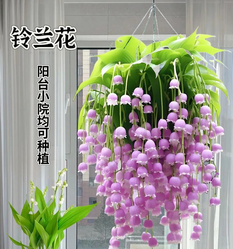 哪种花最可爱？可爱花卉的特点？