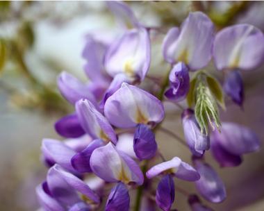 哪种花最可爱？可爱花卉的特点？