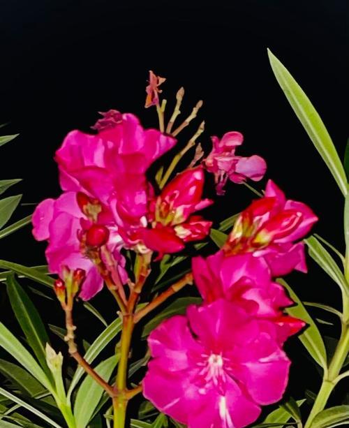 夹竹桃什么时候开花？开花期的管理有哪些特别之处？