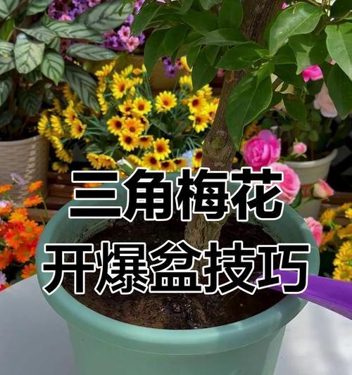 三角梅多开花的秘诀是什么？