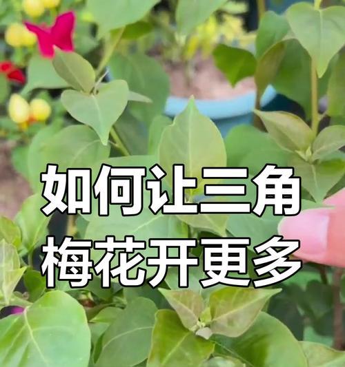 三角梅多开花的秘诀是什么？