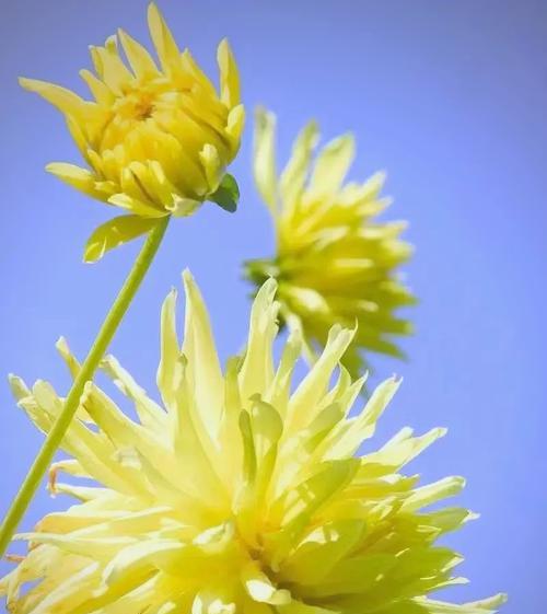 什么是宿根花卉？宿根花卉的种植和管理技巧是什么？