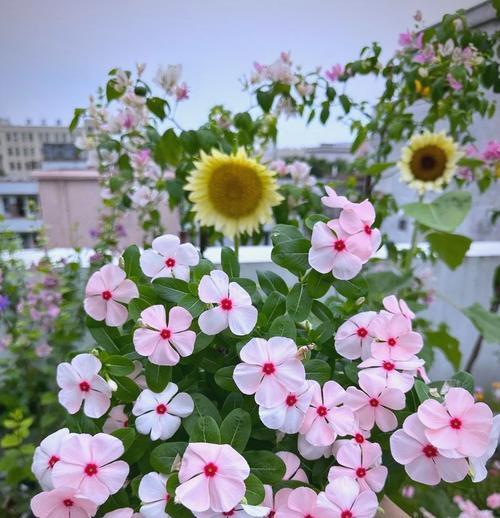 什么是宿根花卉？宿根花卉的种植和管理技巧是什么？