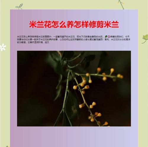 米兰浇水的最佳时机是什么时候？