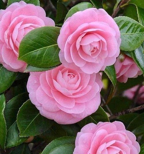 高档花卉品种有哪些？如何养护高档花卉品种？