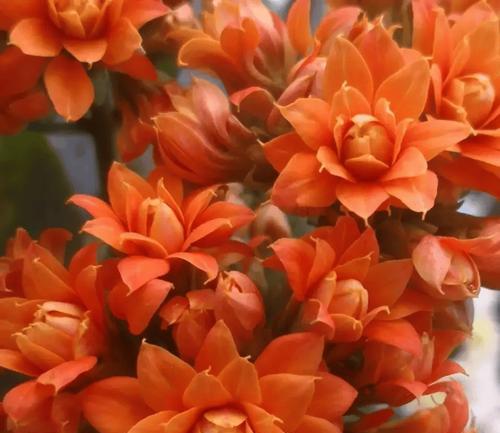 高档花卉品种有哪些？如何养护高档花卉品种？