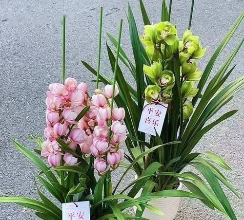 什么花适合放在办公室？办公室花卉的选择和摆放技巧是什么？