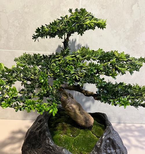 种植松树盆景应该使用什么土壤？选择土壤的要点是什么？
