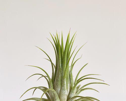家庭绿植花卉品种有哪些推荐？