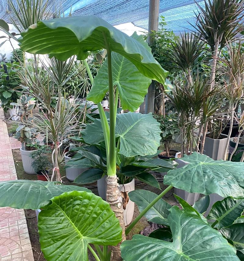 家庭绿植花卉品种有哪些推荐？