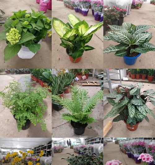 家庭绿植花卉品种有哪些推荐？