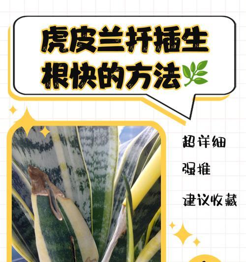 虎尾兰扦插的正确步骤是什么？