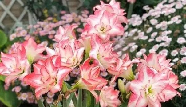 秋播花卉有哪些？秋季播种花卉的注意事项是什么？
